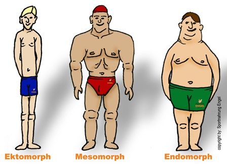 Körpertypen im Bodybuilding, Fitness und Kraftsportr