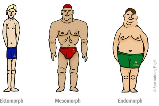 Hardgainer, Softgainer und Mesomorph sind 3 Körpertypen im Bodybuilding