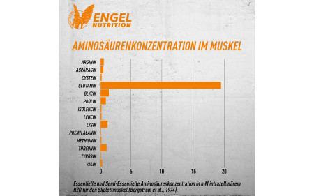 engel-nutrition-glutamin-aminosaeurenbilanz-im-muskel