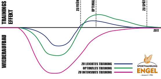Model der Superkompensation