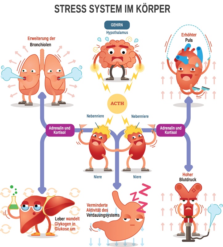 Wie der Körper Stress verarbeitet