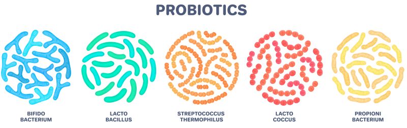 Probiotica die bekanntesten Bakterienstämme