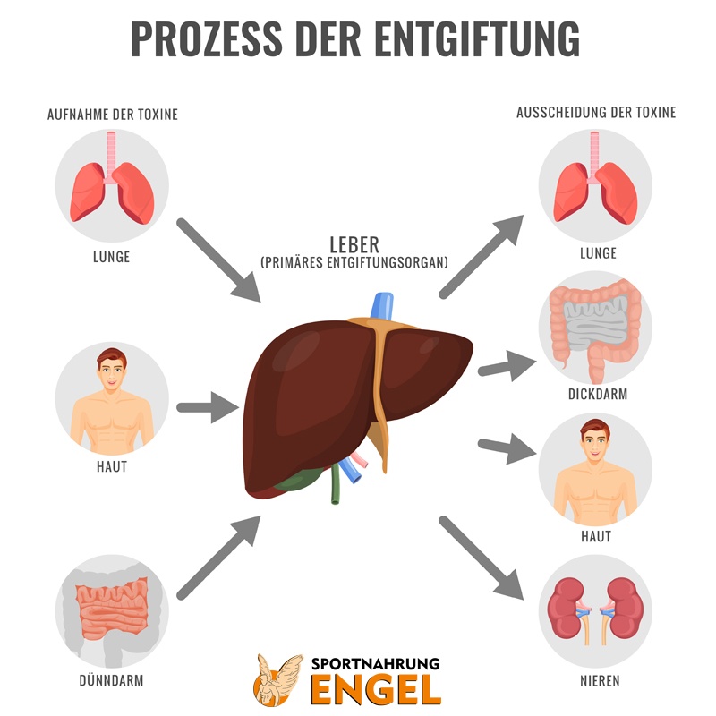 Ausscheidung und Aufnahme von Toxinen im Körper