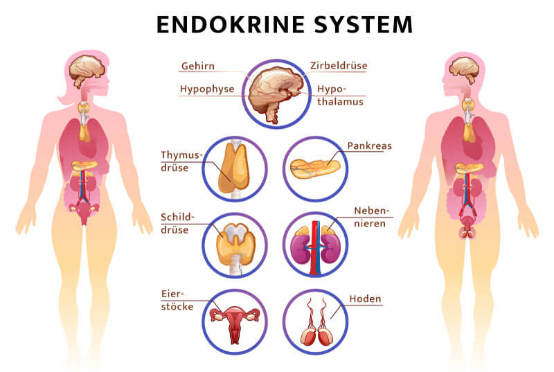 Hormonbildung im Endokrinen System