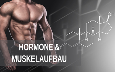 Wie wichtig sind Hormone für den Muskelaufbau