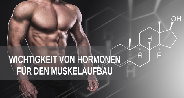 Wichtigkeit von Hormonen für den Muskelaufbau