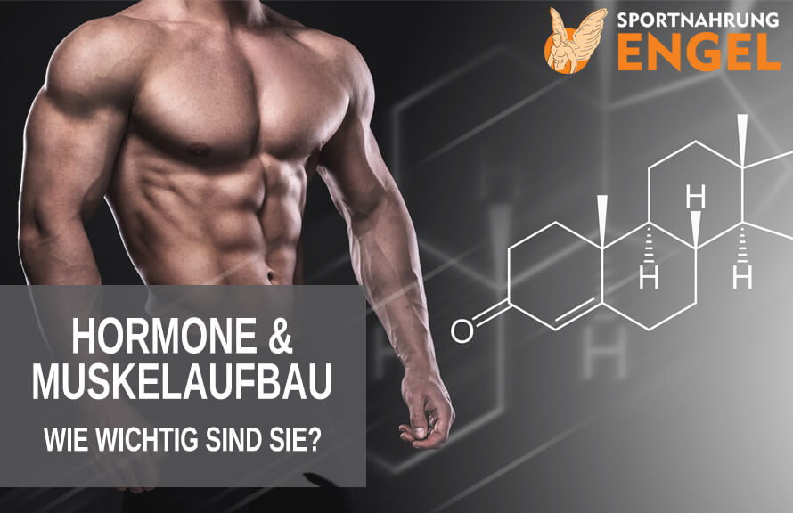 Hormone wie wichtig sind sie für den Muskelaufbau