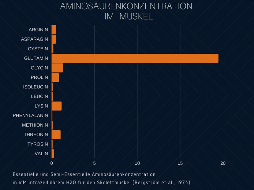 Aminosäurenkonzentration in der Skeletmuskulatur Mobil