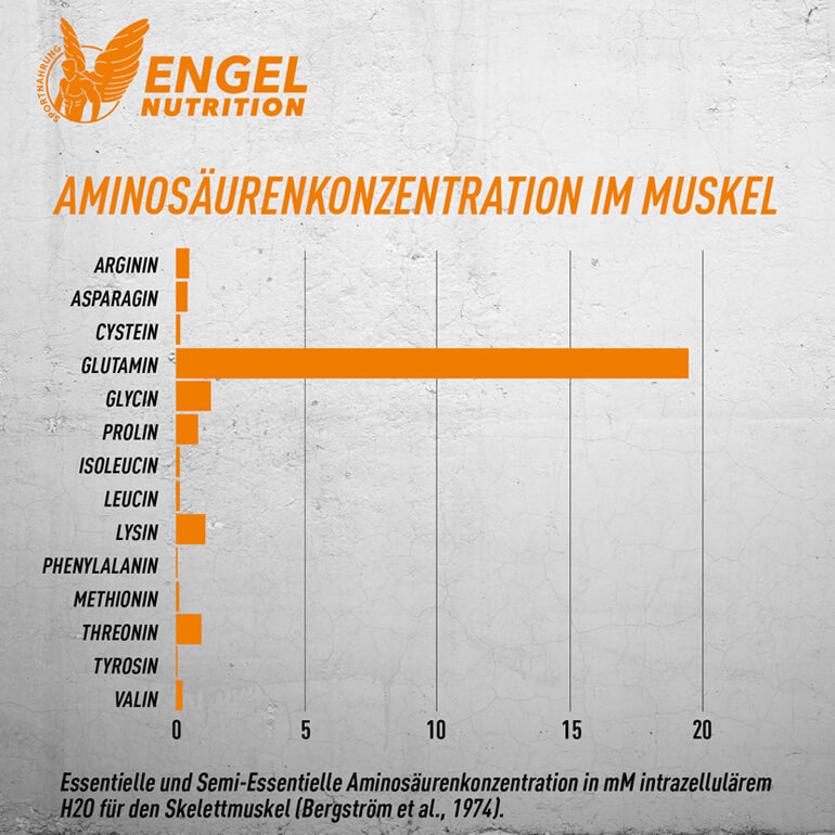 Aminosäurenkonzentration in der Skeletmuskulatur LG