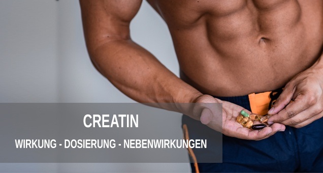 Creatin Wirkung, Dosierung und Nebenwirkungen