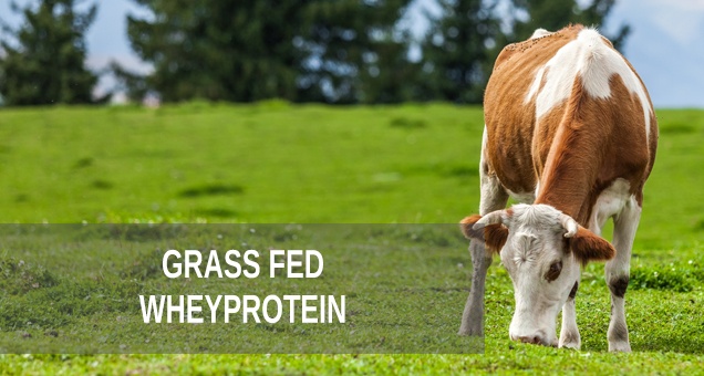 Grass Fed Wheyprotein