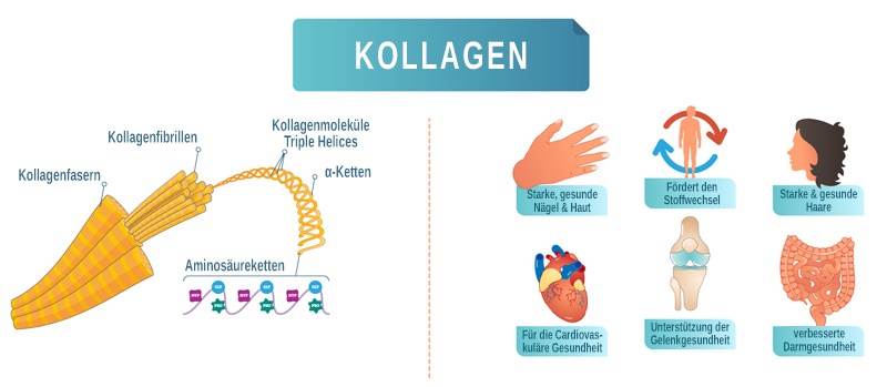 Wirkungen von Kollagen