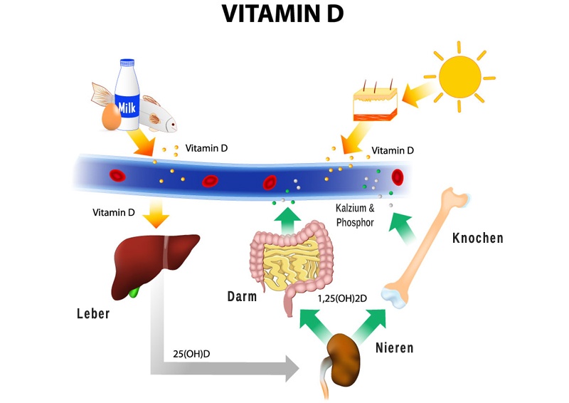 Aufnahme Vitamin D im Körper