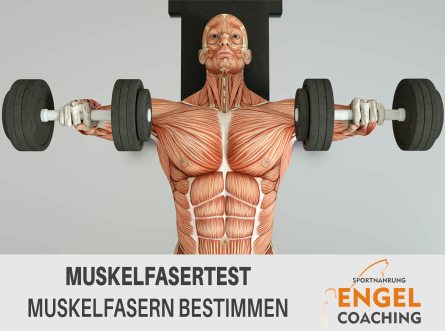 Fasertest - Muskelfasern bestimmen