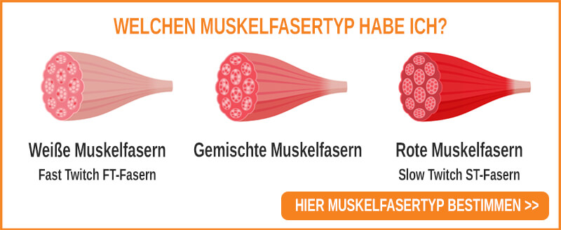 Unterscheidung der Muskelfasern