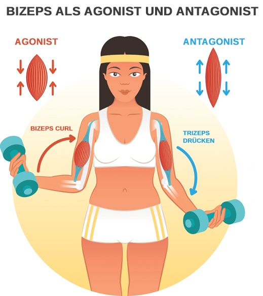 Arbeit der Bizeps Muskulatur als Agonist und Antagonist