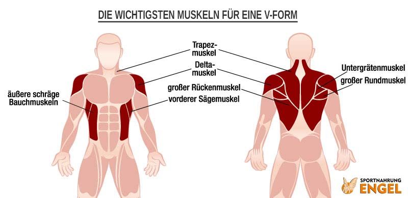 Diese Muskeln musst Du für eine schöne V-Form trainieren